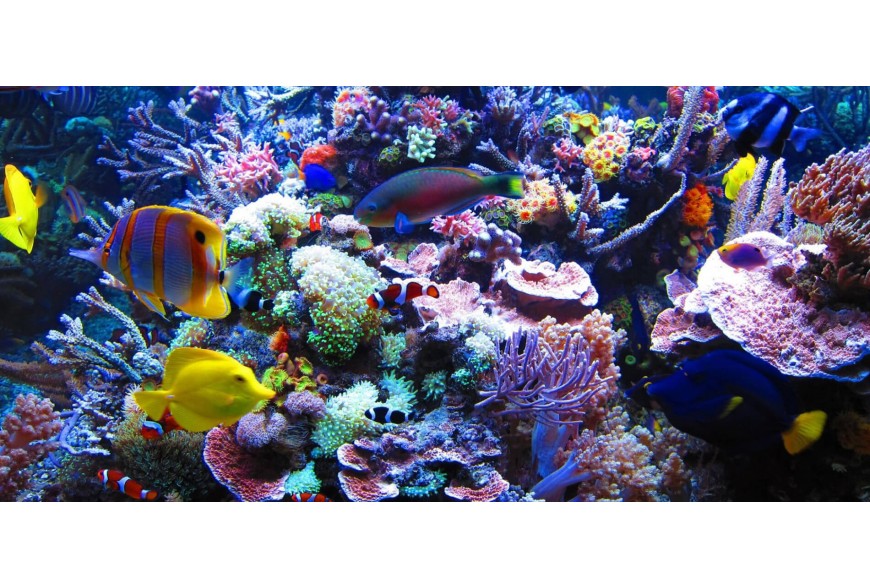 Diferencia entre agua dulce y marino