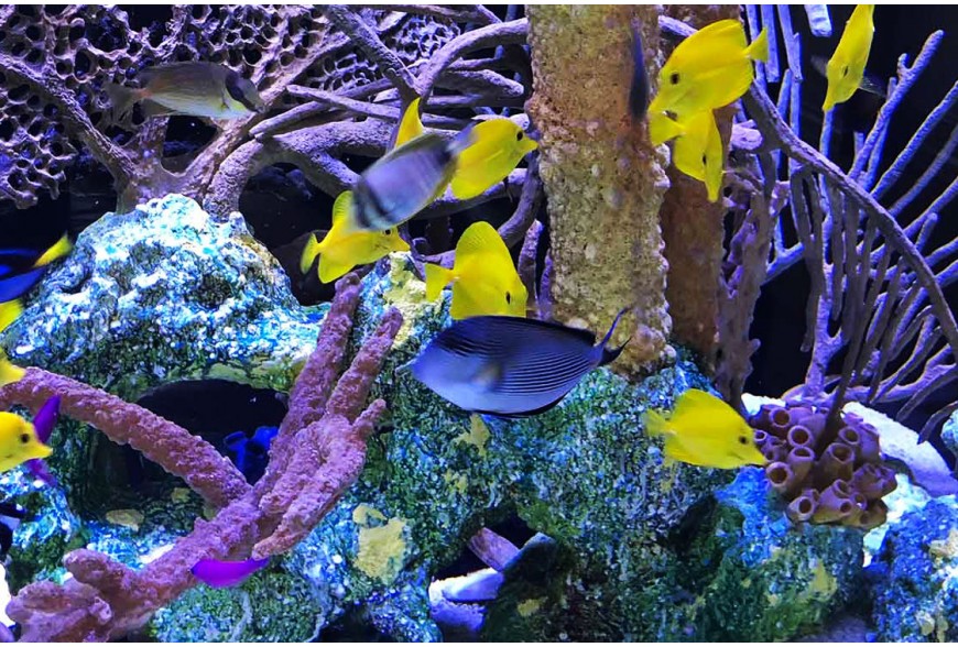 Mantenimiento de acuario marino